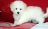 Puppies for sale Estonia, Narva , maltipoo