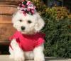 Puppies for sale Armenia, Armenia , maltipoo