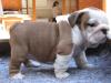 Puppies for sale Poland, Bielsko-Biala English Bulldog