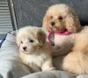 Puppies for sale Netherlands, Bergen aan Zee Other breed, maltipoo pups