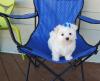 Puppies for sale Ireland, Dublin Maltese