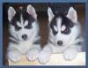 Puppies for sale United Kingdom, Blackburn Haski