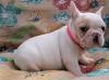 Puppies for sale Malta, Valletta , French Bulldog Puppies