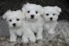 Puppies for sale Germany, Weimar Maltese