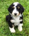 Puppies for sale Germany, Wismar Bernese Mountain Dog