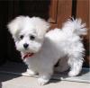 Puppies for sale Spain, Seville Maltese