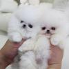 Puppies for sale Ireland, Cork Pomeranian Spitz