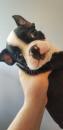 Puppies for sale USA, Colorado Boston Terrier