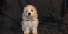 Puppies for sale Latvia, Madonna Bichon