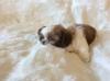 Puppies for sale Hungary, Budapest Shih Tzu