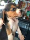 Puppies for sale Spain, Murcia Beagle