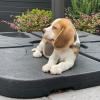 Puppies for sale Netherlands, Utrecht Beagle