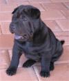Puppies for sale Kyrgyzstan, Bishkek Chinese Shar Pei