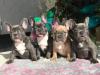 Puppies for sale Portugal, Faro French Bulldog