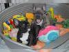 Puppies for sale Malta, Valletta French Bulldog