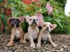 Puppies for sale Italy, Florence French Bulldog