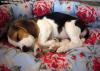 Puppies for sale United Kingdom, Cardiff Halden hound