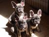 Puppies for sale Spain, Badajoz French Bulldog