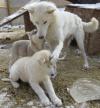 Puppies for sale Finland, Helsinki, Espoo , Wolfdog