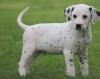Puppies for sale Austria, Linz Dalmatian