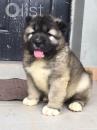 Puppies for sale United Kingdom, Bristol Caucasian Shepherd Dog