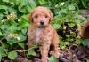 Puppies for sale Finland, Helsinki, Espoo Poodle