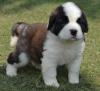 Puppies for sale Austria, Vienna Other breed, Saint Bernard