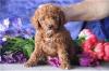 Puppies for sale Sweden, Lulea , Cockapoo