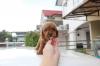 Puppies for sale Estonia, Tallinn Toy-poodle