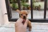 Puppies for sale Romania, Bucharest Chihuahua