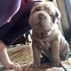 Puppies for sale Estonia, Tallinn Shar Pei