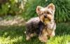 Puppies for sale Germany, Augsburg Yorkshire Terrier