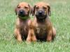 Puppies for sale Latvia, Riga Rhodesian Ridgeback