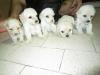 Puppies for sale USA, California, Los Angeles Toy-poodle