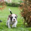 Puppies for sale USA, New York, New York American Bulldog