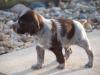 Puppies for sale Uzbekistan, Fergana German Longhaired Pointer