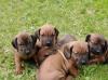 Puppies for sale Belarus, Gomel Bavarian mountain hound