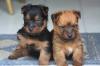 Puppies for sale Russia, Angarsk Australian Terrier