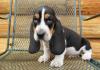 Puppies for sale Russia, Archangel Basset Hound