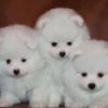 Puppies for sale United Kingdom, Nottingham Pomeranian Spitz