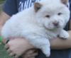 Puppies for sale Ukraine, Kherson Chow Chow