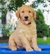 Puppies for sale Cyprus, Larnaca Golden Retriever
