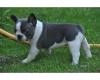 Puppies for sale Poland, Poznan French Bulldog