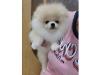 Puppies for sale Turkmenistan, Dashoguz Pomeranian Spitz