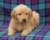 Puppies for sale Luxembourg, Luxembourg Golden Retriever