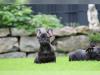 Puppies for sale Portugal, Aveiro French Bulldog
