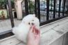 Puppies for sale Netherlands, The Hague Pomeranian Spitz