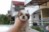 Puppies for sale Netherlands, The Hague Shih Tzu