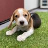 Puppies for sale Luxembourg, Luxembourg Beagle