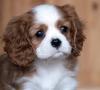 Puppies for sale Netherlands, Amsterdam King Charles Spaniel